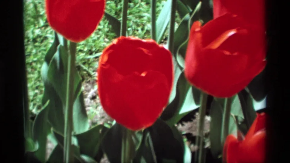 Close 8mm home-movie view of red tulip blossoms, green stems, and leaves in the Holland, Michigan garden footage.