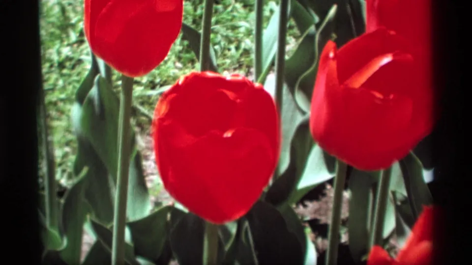 Close view of red tulips in the 1969 Holland, Michigan footage, with petals, stems, leaves, grass, and soil filling the frame.