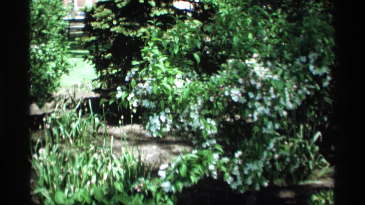 Sunlit garden bed with shrubs, white blossoms, leafy plants, and dark soil.