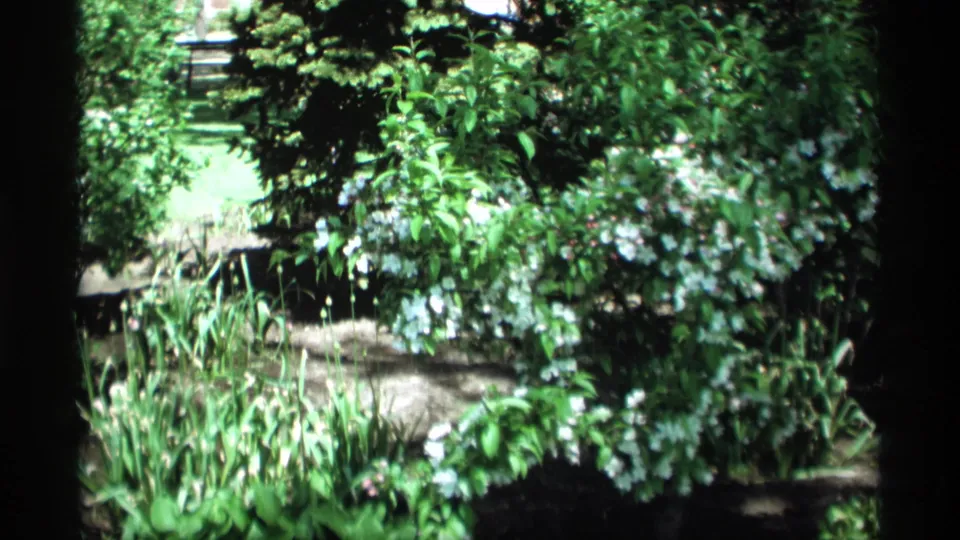 1969 Holland, Michigan home-movie frame of a dense garden planting with white blossoms, leafy shrubs, and shaded soil.