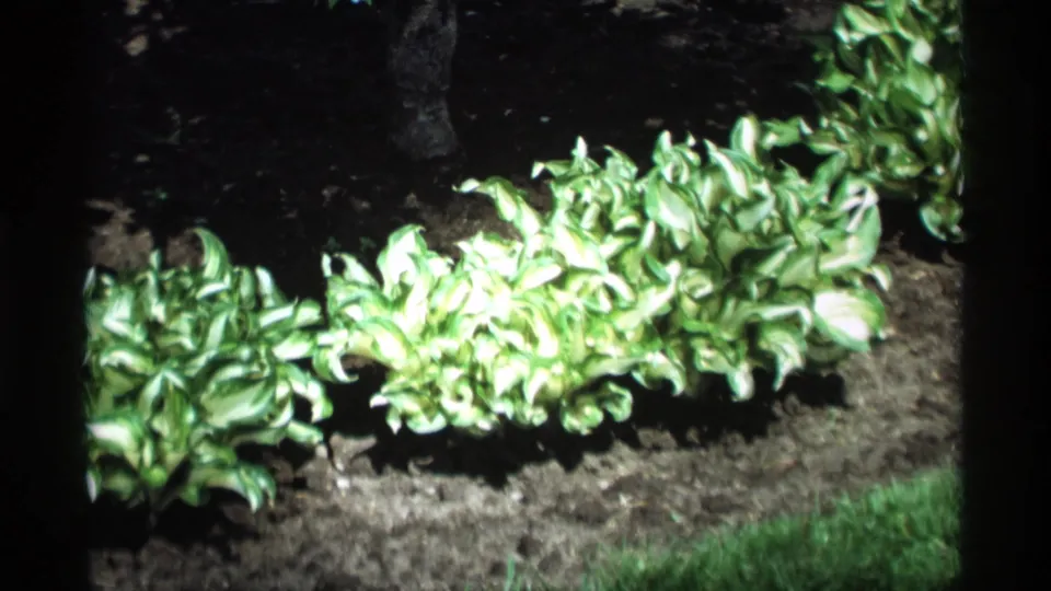 1969 Holland, Michigan 8mm frame showing variegated hosta-like plants in a turned garden bed with grass at the lower edge.