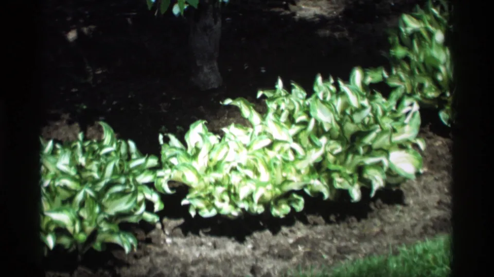 1969 Holland, Michigan home-movie frame of variegated leafy plants arranged in a garden bed, with turned soil and grass visible.
