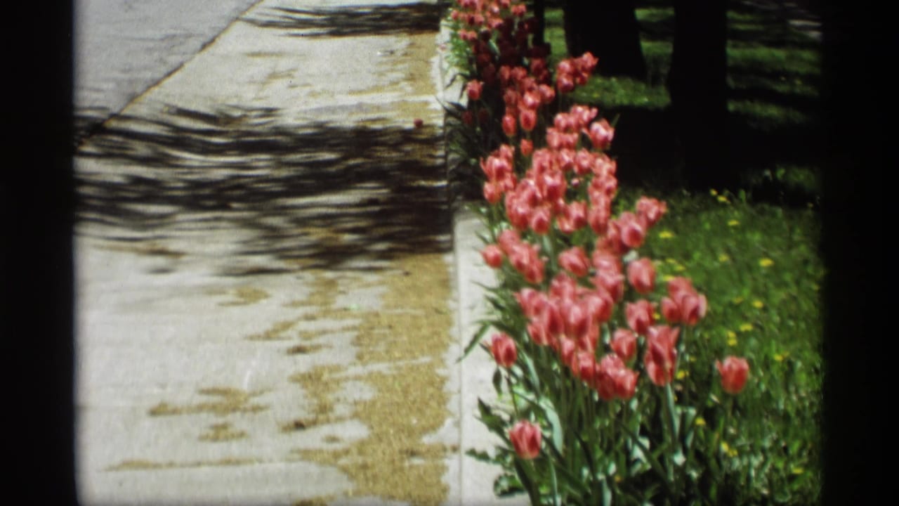 Pink tulips beside a sunlit sidewalk with tree shadows and grass.