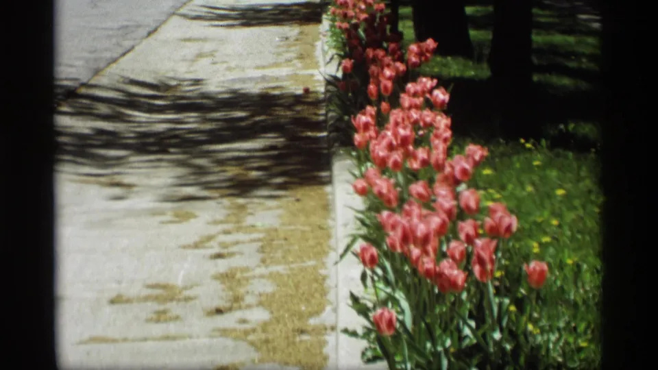 Pink tulips line a sidewalk along a sunlit Holland, Michigan suburban street in 1969 home-movie footage.