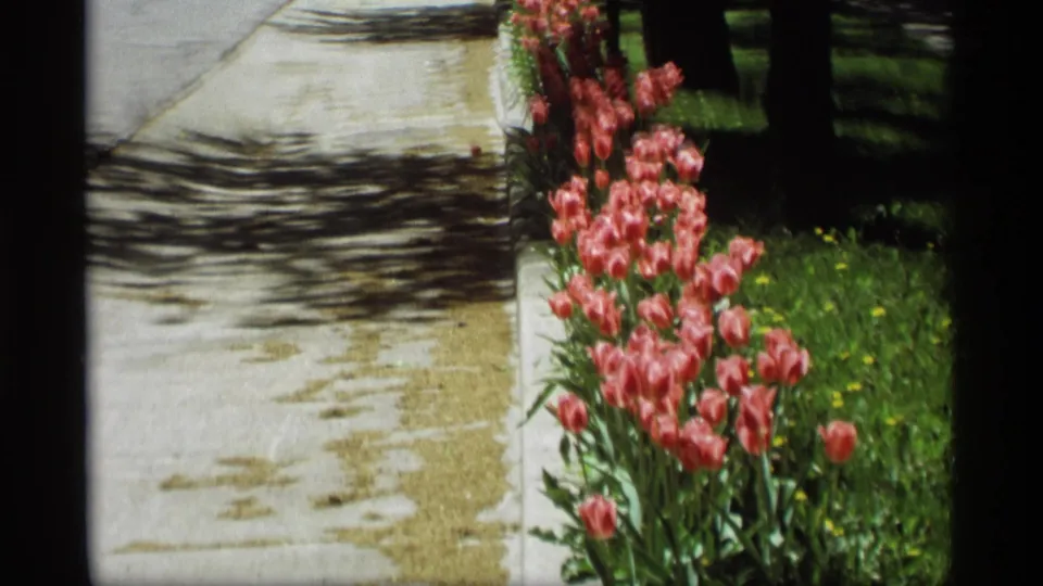 A row of pink tulips borders the sidewalk in a shaded residential area of Holland, Michigan, dated by metadata to 1969.