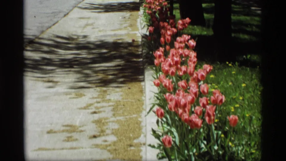 Pink tulips stand close to a concrete sidewalk, with dappled shadows across the pavement in 1969 Holland, Michigan footage.
