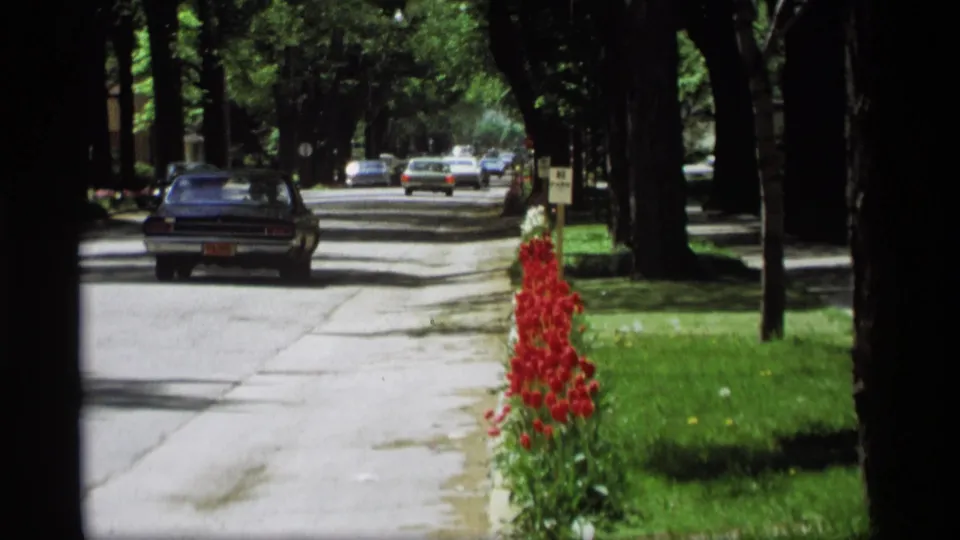 Cars travel along a tree-lined residential street with red tulips beside the sidewalk in Holland, Michigan, 1969.