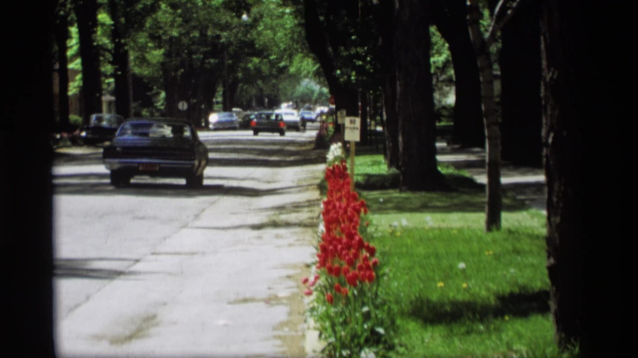 Tree-lined road with cars, grass verge, and red tulips along the curb.