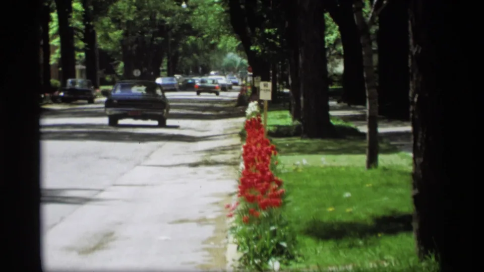 A 1969 Holland, Michigan street view with a dark car driving away past red tulips and tall roadside trees.