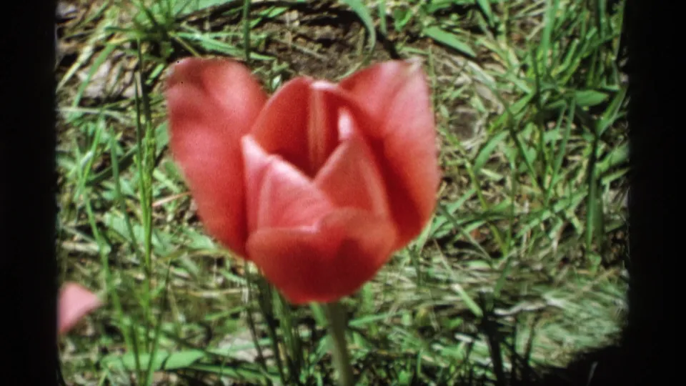 Close 8mm frame of a red tulip in Holland, Michigan, with grass and soil behind it in soft focus.
