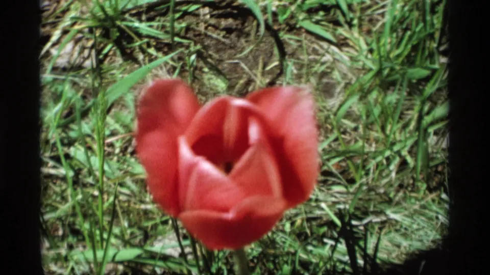 A softly focused 1969 Holland, Michigan close-up frames a single red tulip against grass and earth.