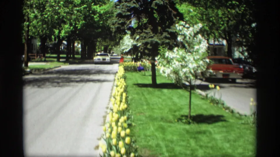Wide 1969 Holland, Michigan home-movie view down a residential road lined with yellow tulips, trees, lawns, and parked cars.