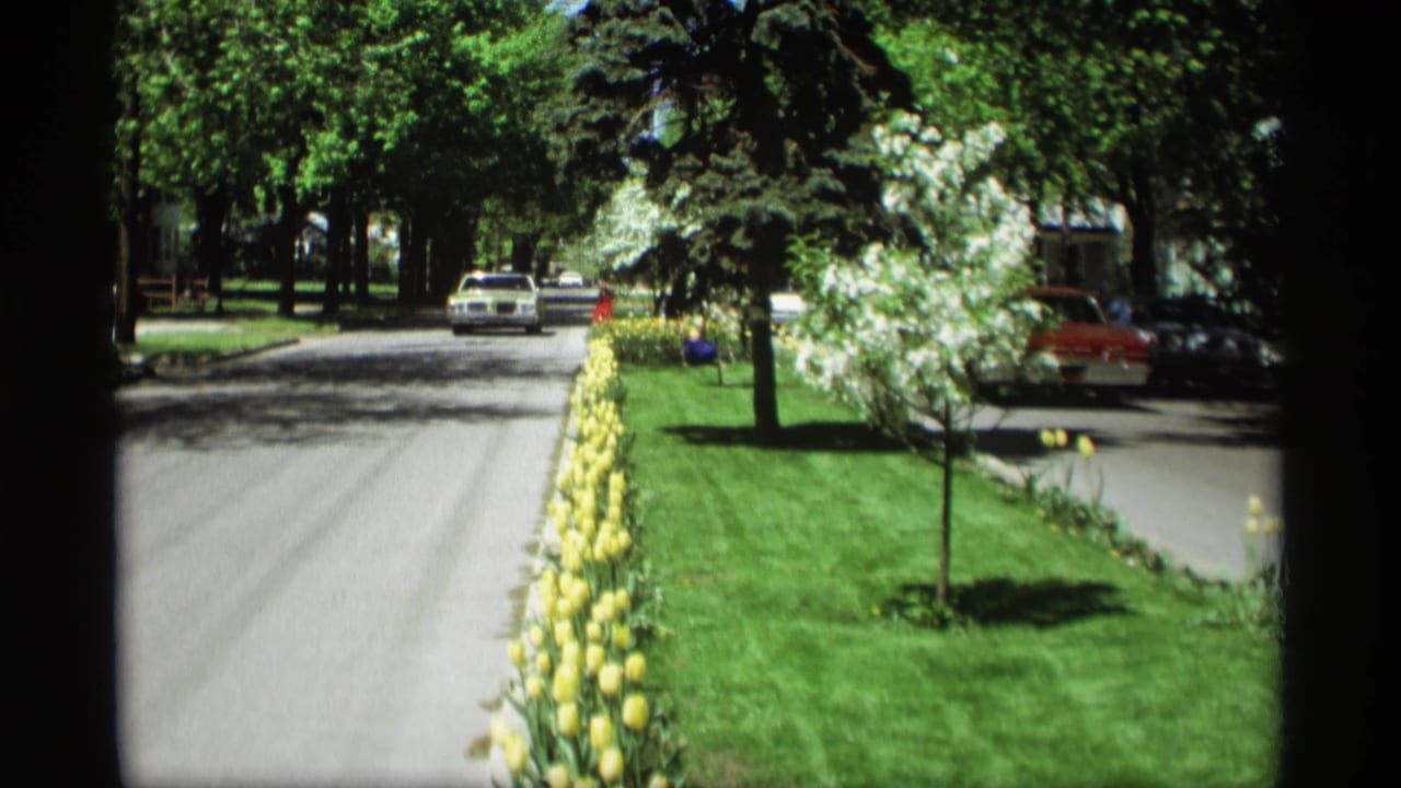 Tree-lined residential street with yellow tulips along the sidewalk and cars in the distance.