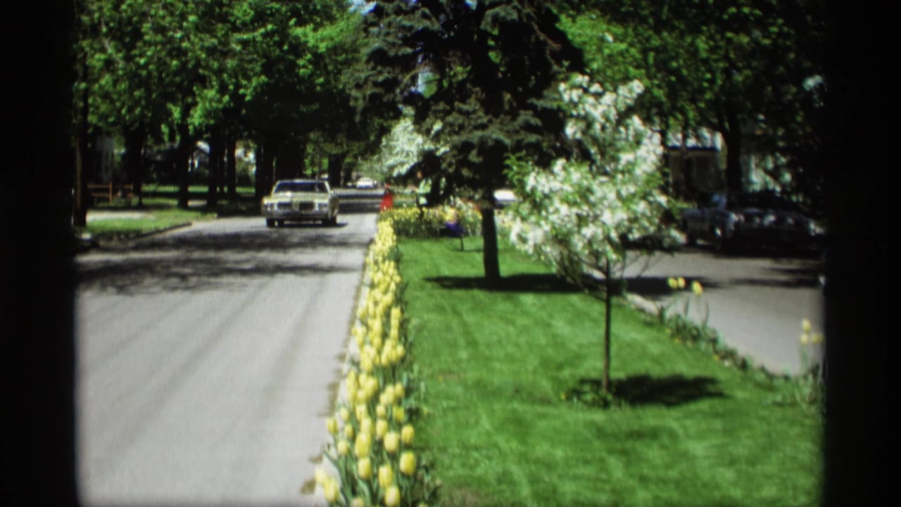 Residential street with a car approaching beside a long border of yellow tulips.