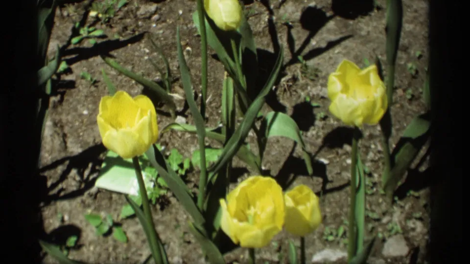 Close-up of yellow tulips in a garden bed, showing petals, stems, leaves, soil, and strong sunlight in the 1969 8mm home-movie footage.