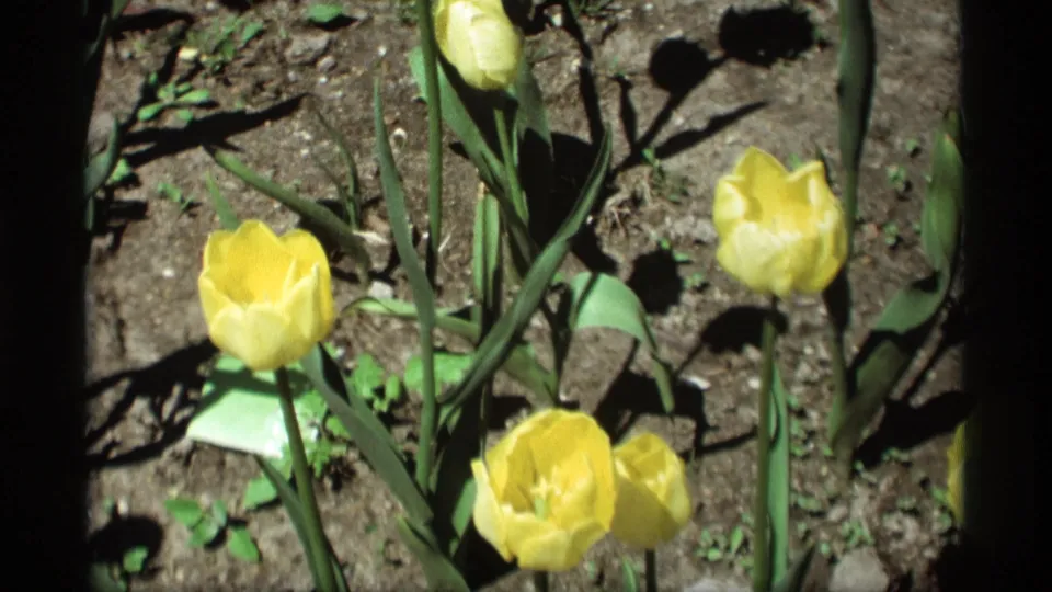 Several yellow tulips fill the frame in a sunlit garden bed, emphasizing the flowers shown in the supplied 1969 Holland, Michigan clip.