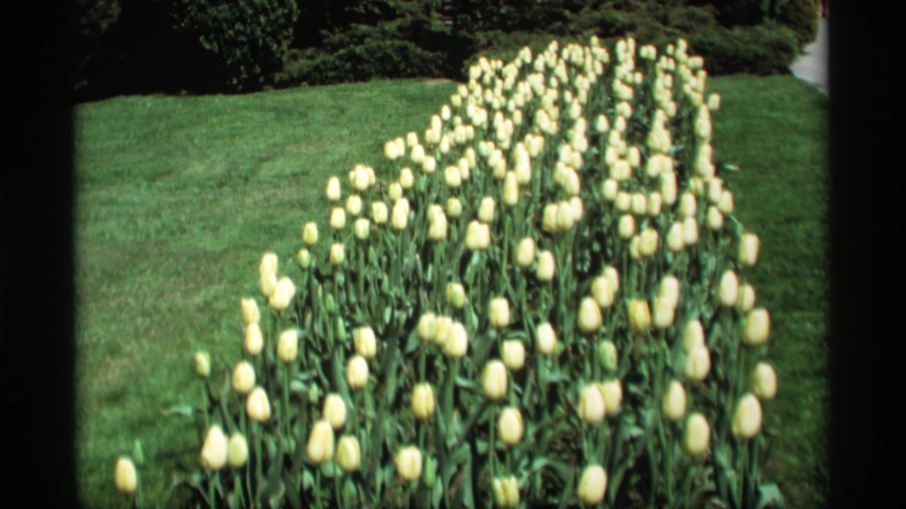 1969 Holland, Michigan 8mm frame showing rows of pale yellow tulips in a green landscaped park area.