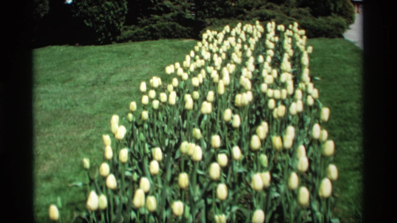 Rows of yellow tulips extend across a green lawn in the Holland, Michigan spring home-movie footage.