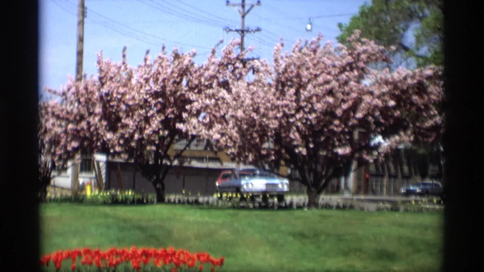 1969 Holland, Michigan street view with pink blossom trees, parked mid-century cars, grass, utility poles, and overhead wires.