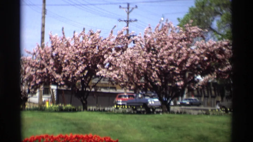 A blossom-lined Holland, Michigan street appears with parked cars, utility lines, and spring lawn in 1969 8mm footage.