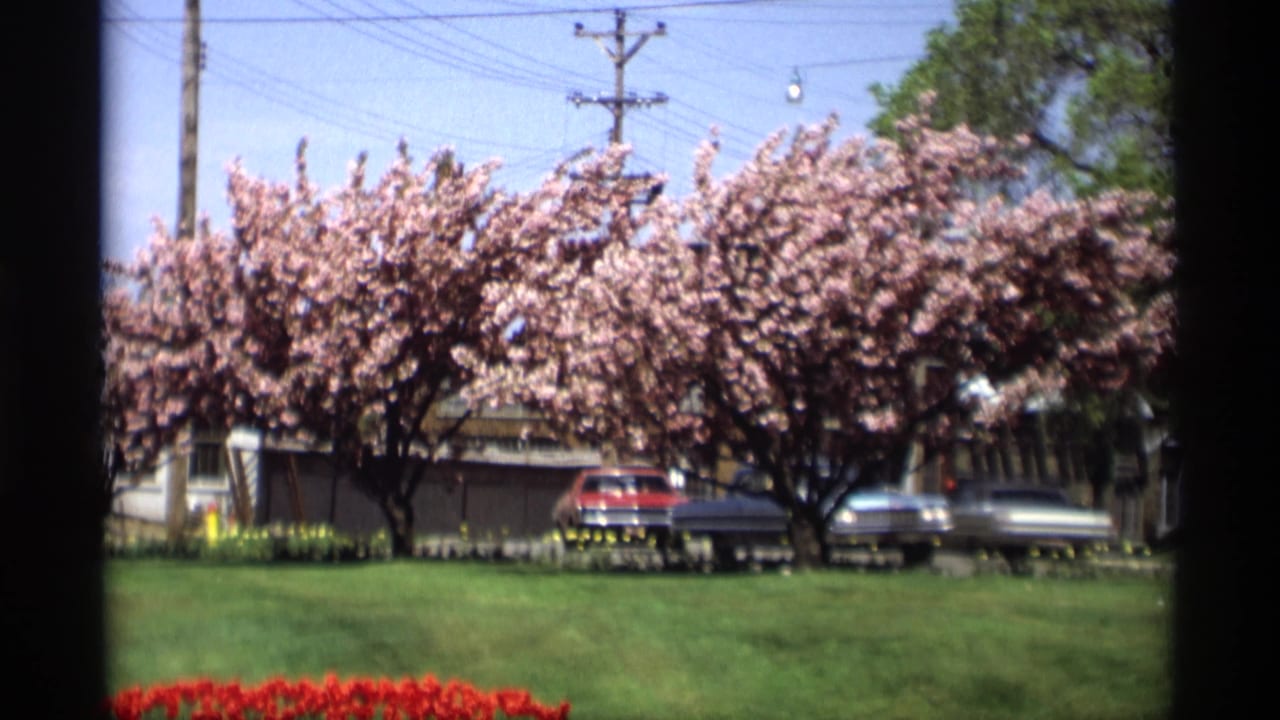 1969-supported Holland, Michigan 8mm frame with cherry blossoms, green lawn, parked cars, street edge, and overhead utility lines.