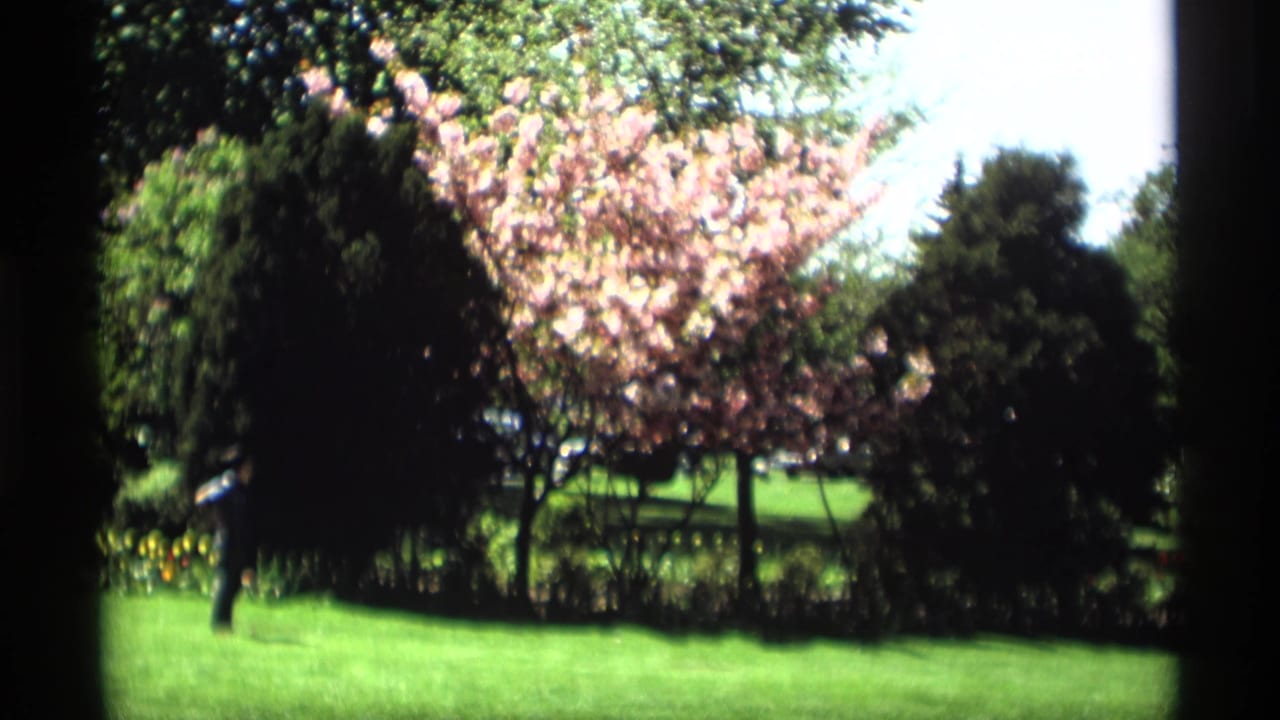 Flowering tree and dark shrubs beside a bright green lawn in a park-like setting.