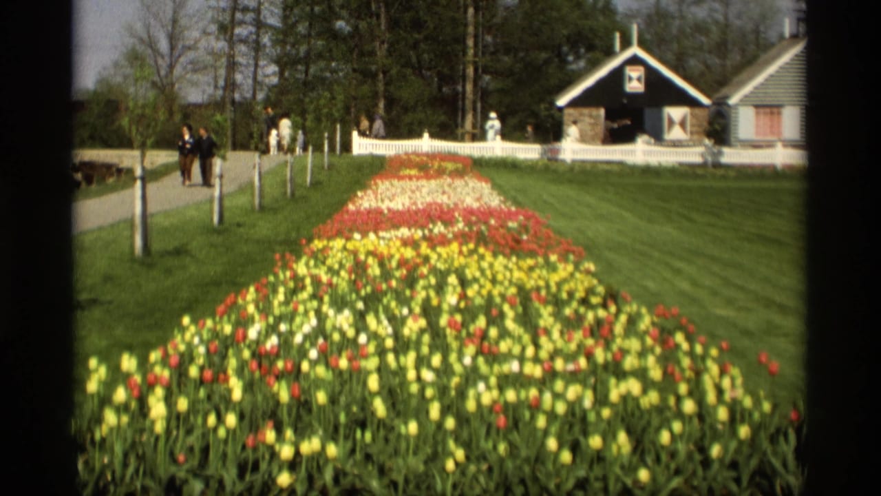 Rows of tulips lead toward a Dutch-style building with visitors along a paved path.
