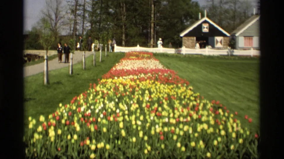 1969 Holland, Michigan view of tulip beds in red, yellow, and white, with visitors on a path and a Dutch-style structure in the background.