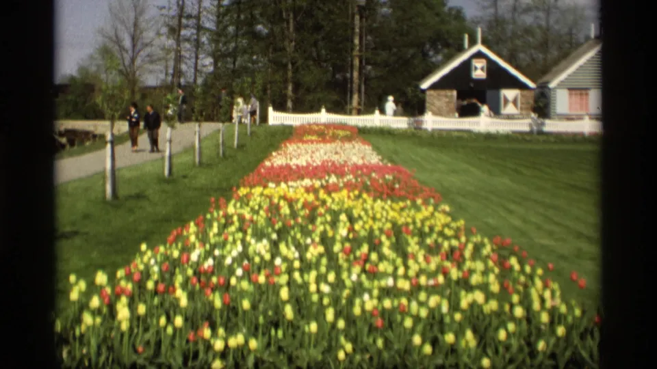 1969 Holland, Michigan 8mm frame with a wide tulip display, distant visitors on the left path, a white fence, and Dutch-style building beyond.