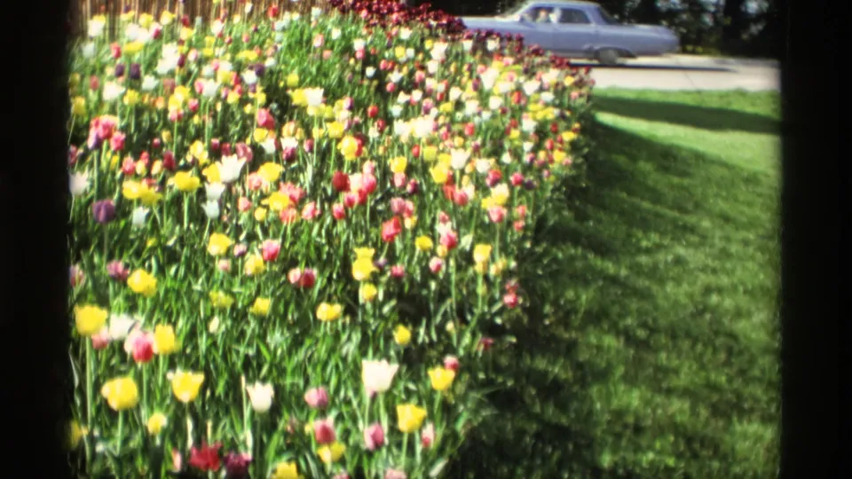 A 1969 Holland, Michigan frame shows yellow, pink, and red tulips beside a lawn, with a parked period car beyond.