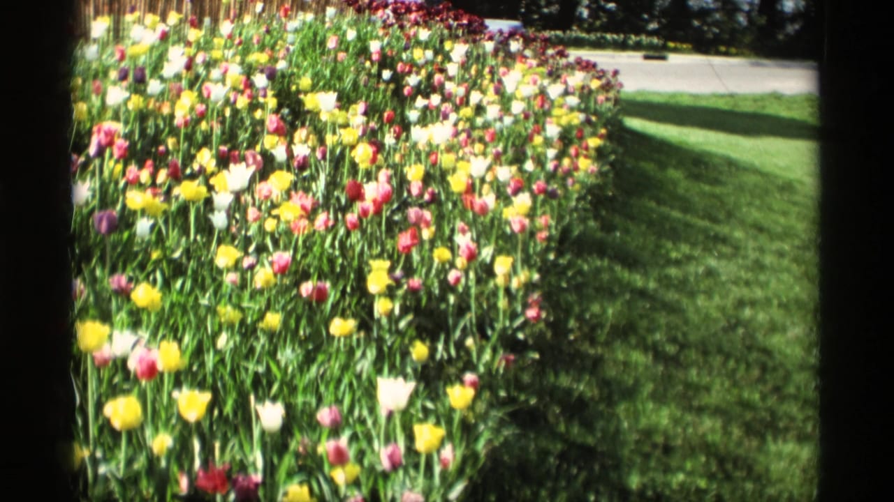 Multicolored tulips beside a green lawn and path.