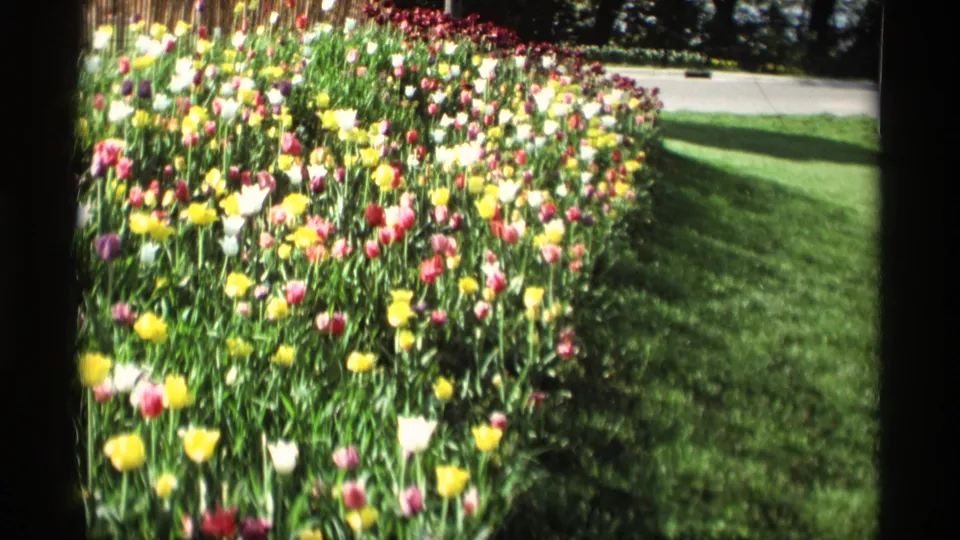1969 Holland, Michigan home-movie frame of bright tulips bordering a lawn, with trees and a path beyond.