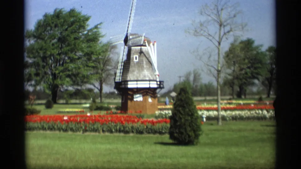 Wide 1969 Holland, Michigan view of the Dutch-style windmill surrounded by red and white tulip beds, lawn, trees, and small distant visitors.