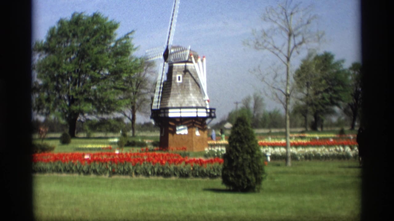 Dutch-style windmill behind rows of tulips and lawn in a sunny garden.
