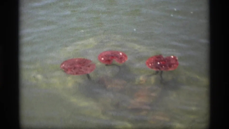 Close view of red lily pads on rippled water, likely within the Holland, Michigan garden setting from the 1969 reel.