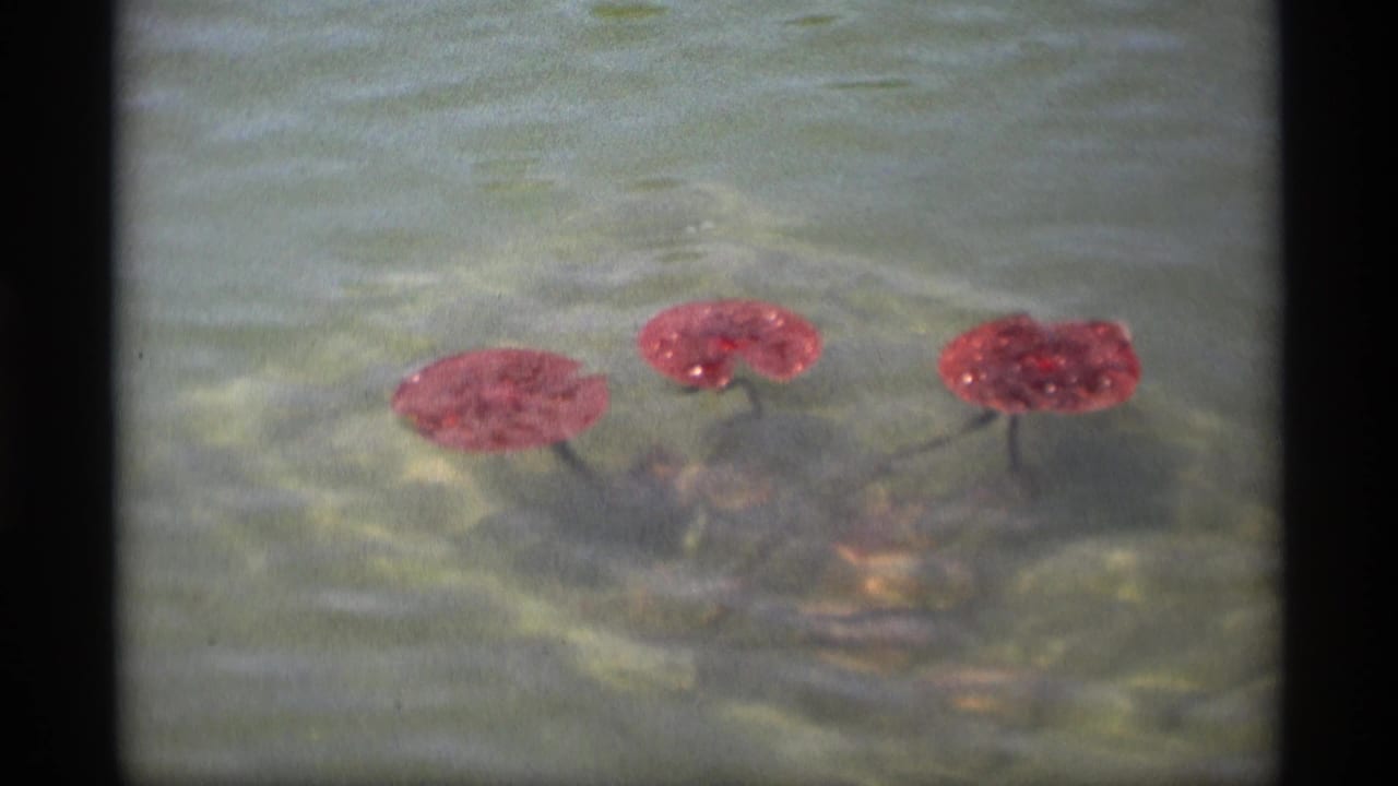 Three red lily pads floating on calm water with soft reflections.
