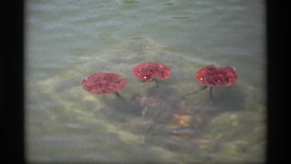 1969 8mm home-movie frame from Holland, Michigan showing three red lily pads on rippled water.