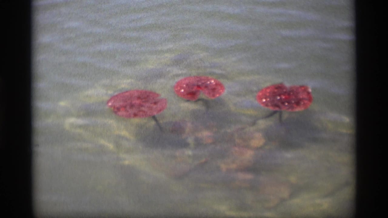 Soft 1969 8mm view of red lily pads and their reflections on water in Holland, Michigan.