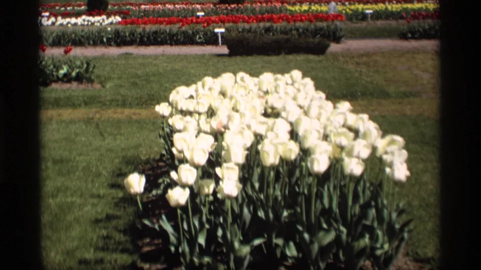 1969 Holland, Michigan garden frame with white tulips in front and red, yellow, and white flower rows beyond.