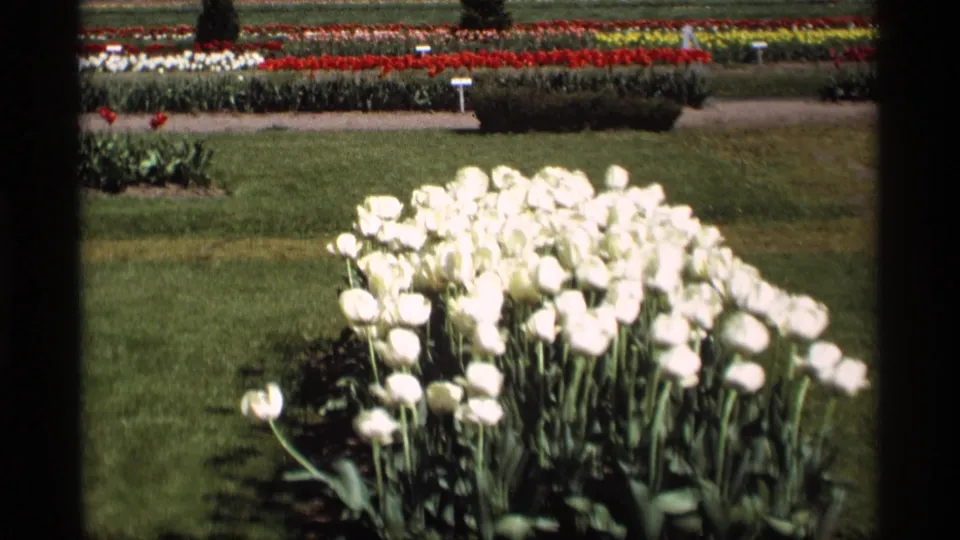 Vintage 8mm frame from Holland, Michigan showing white tulips, lawn, and orderly rows of spring flowers.