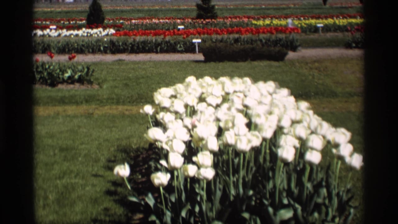 White tulip bed in a landscaped garden with distant rows of red and yellow flowers.