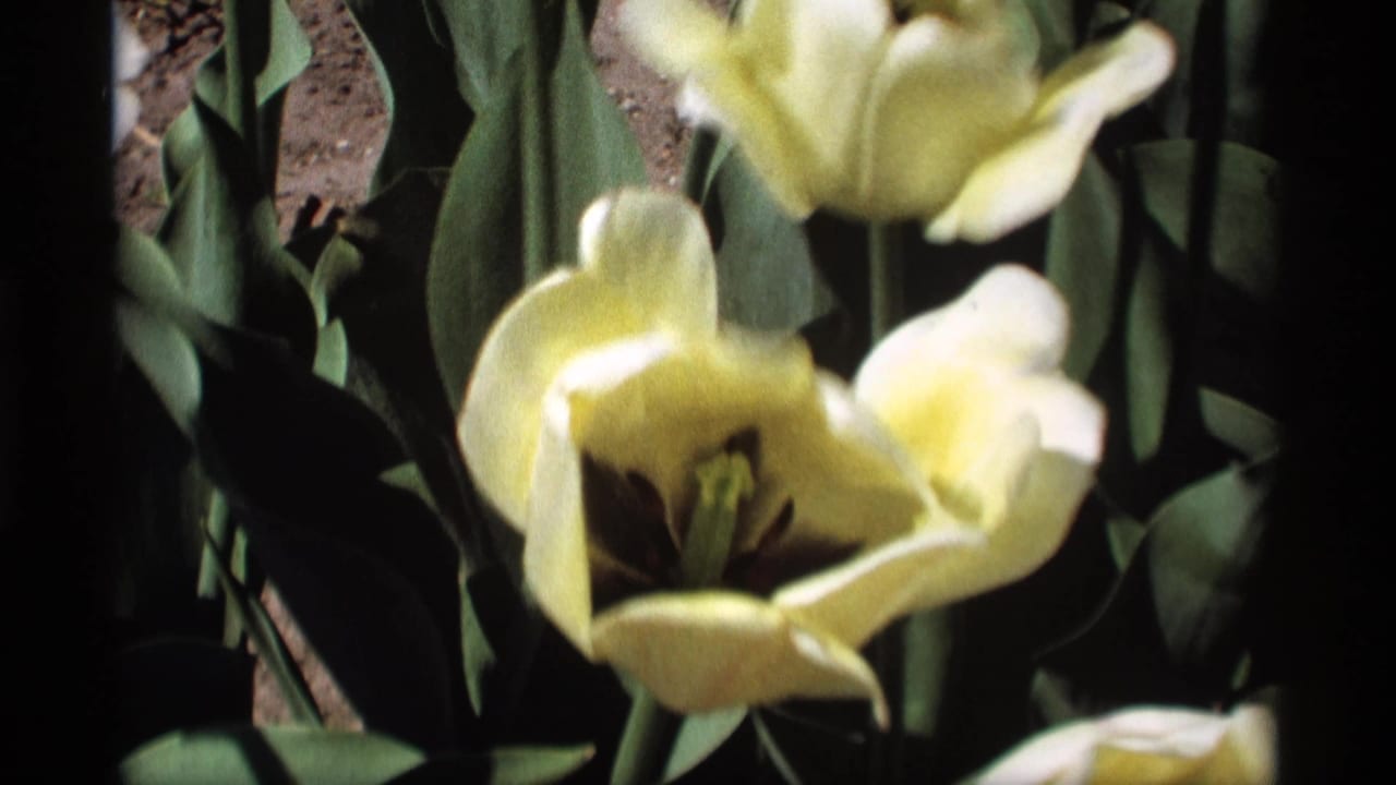 Close view of pale yellow tulips with green leaves and soil behind them.