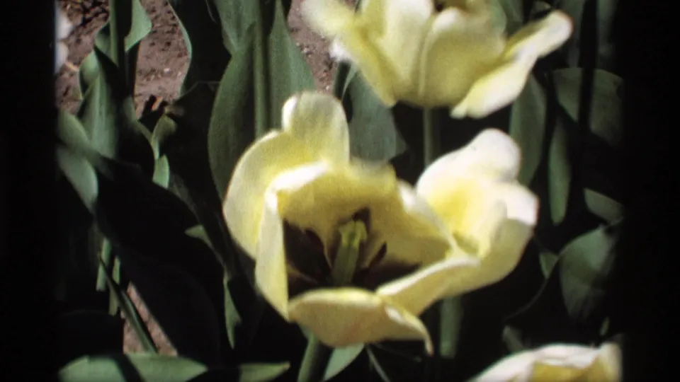 Close 8mm frame of pale yellow tulips in the Holland, Michigan garden, with soft focus and green foliage around the blooms.