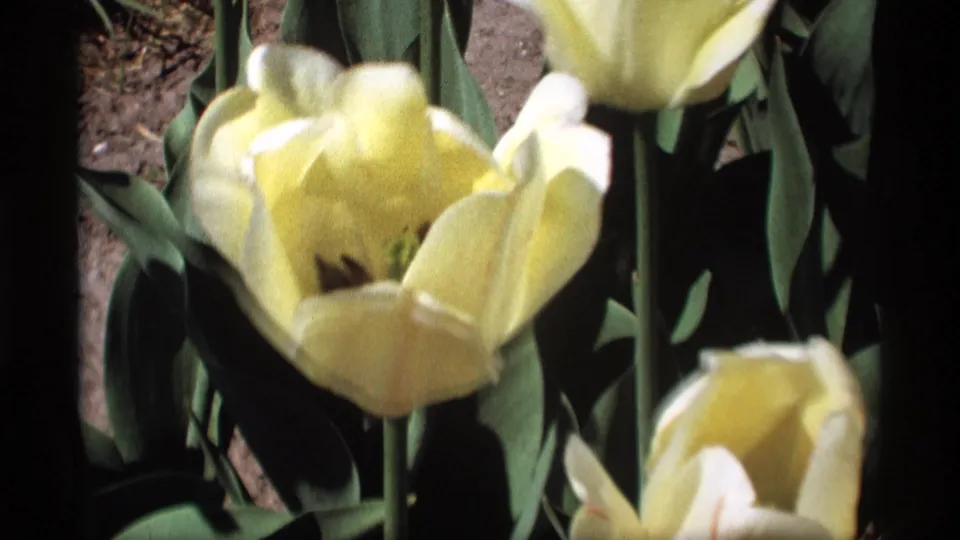 1969 8mm close-up of pale yellow tulip blooms, emphasizing petals, leaves, and the handheld home-movie view.