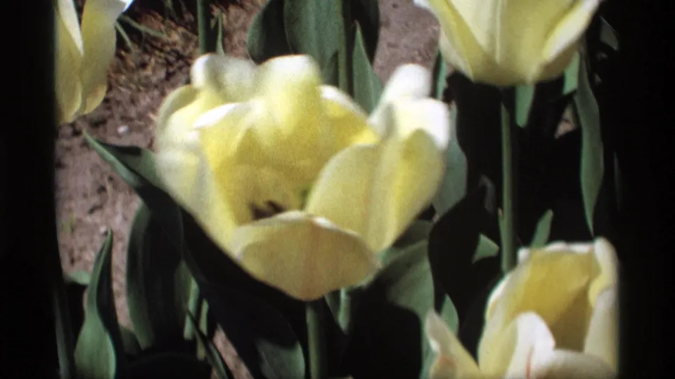 Close home-movie frame from the Holland, Michigan tulip garden showing yellow blooms, green leaves, and soil in soft 8mm color.