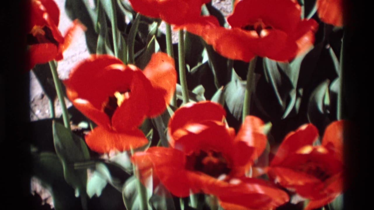 Close red tulips and green leaves in bright sunlight.
