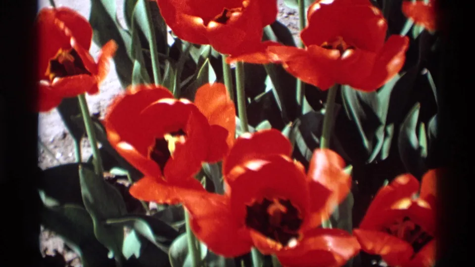 Red tulip blossoms and green stems appear in a sunlit Holland, Michigan garden view from 1969 home-movie footage.