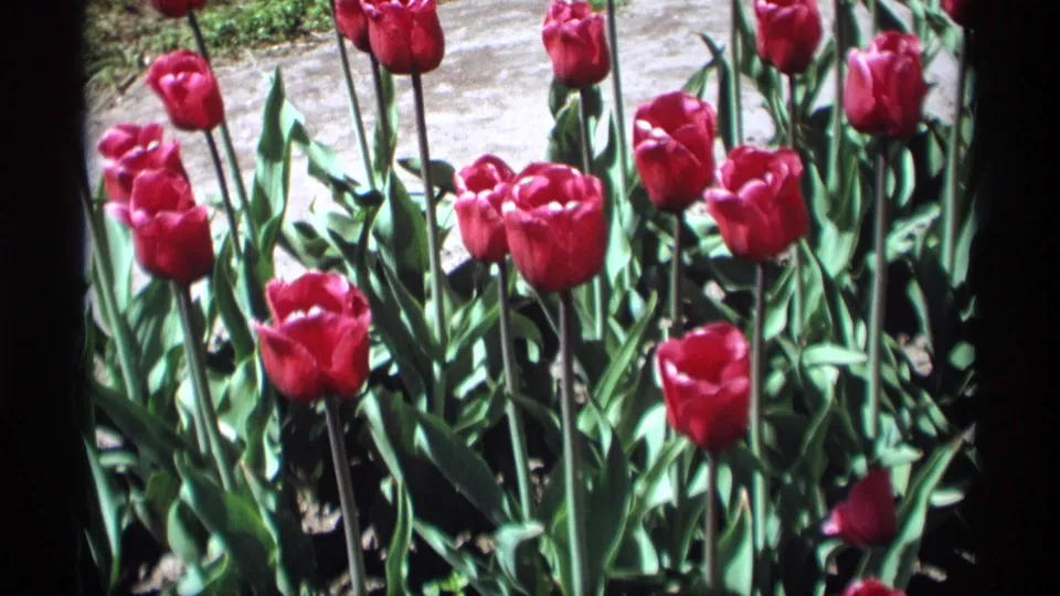 A wider view of red tulips on tall stems appears in Holland, Michigan 1969 8mm garden footage.