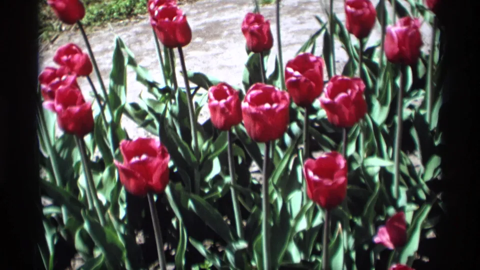 Red tulips and dense green foliage are shown in a sunlit Holland, Michigan garden frame from 1969.
