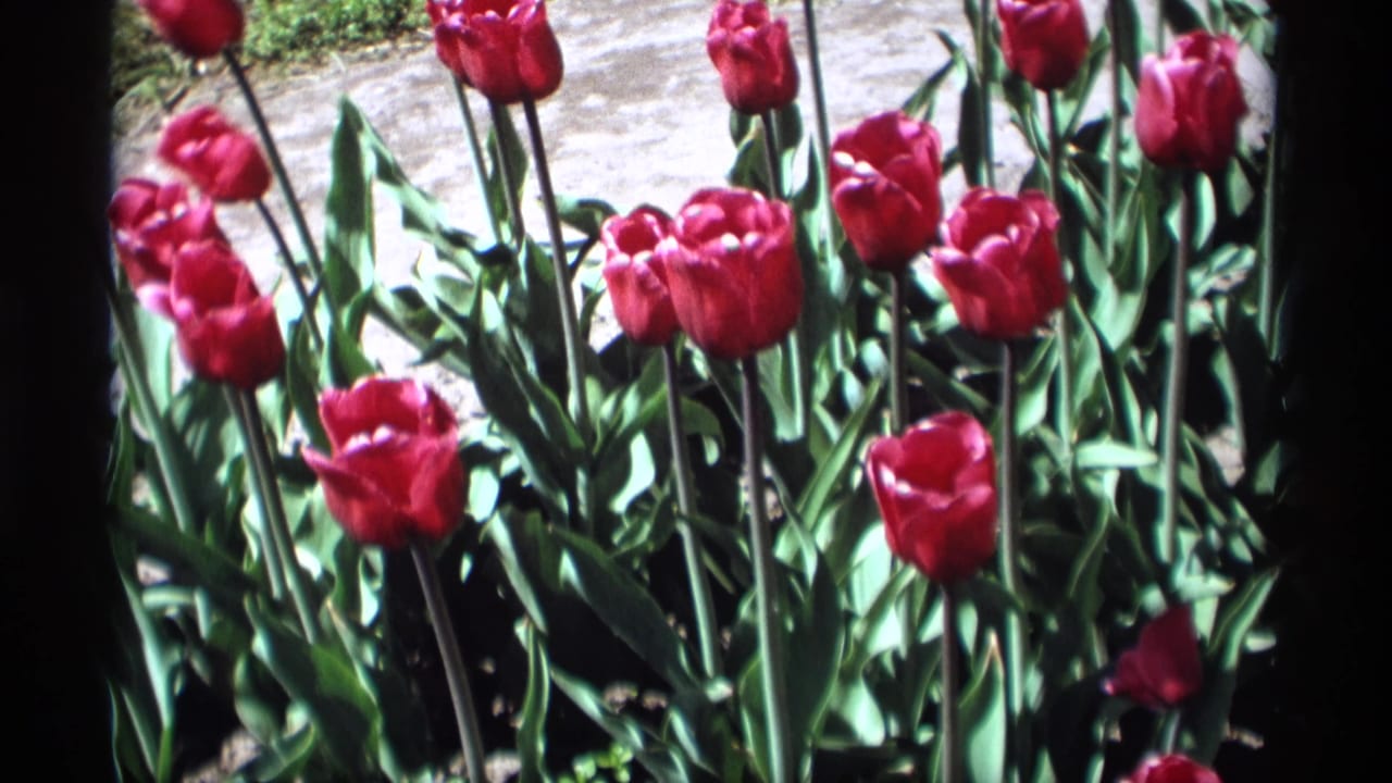 Close-up red tulips with green leaves beside a bright garden path.